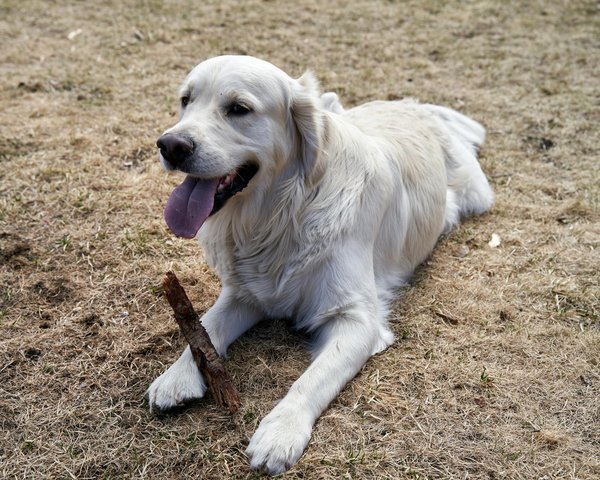 Comment prendre soin de votre chat de Norvège ?