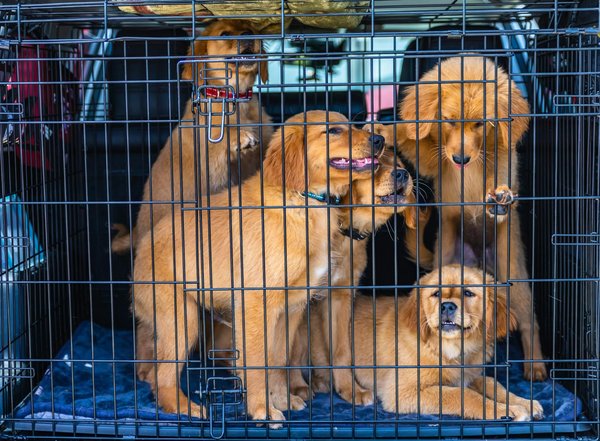 Le chat Sphinx dans la culture populaire