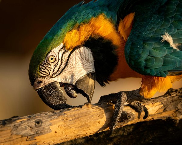 Tout savoir sur le chow chow : un guide complet et pratique