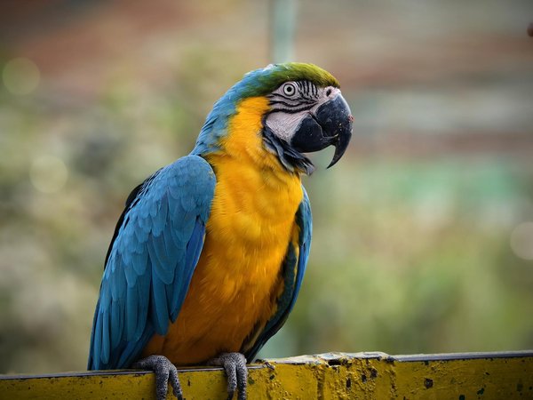 Pangolin : un marché noir en croissance