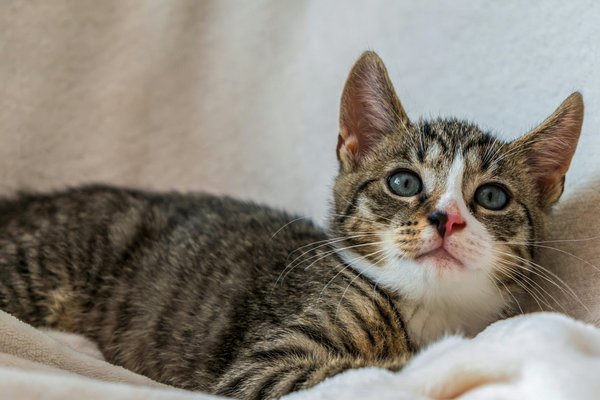 Litière automatique pour chat : fini les corvées de nettoyage !